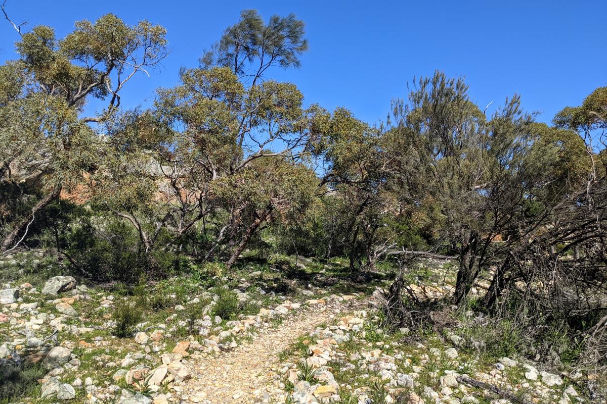 Walk trail at Jingemia Cave Walk trail through trees and shrubs with blue sky