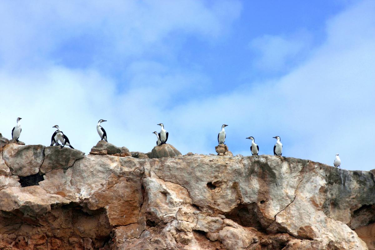nine black and white pied cormorants sitting in a row on the edge of a cliff