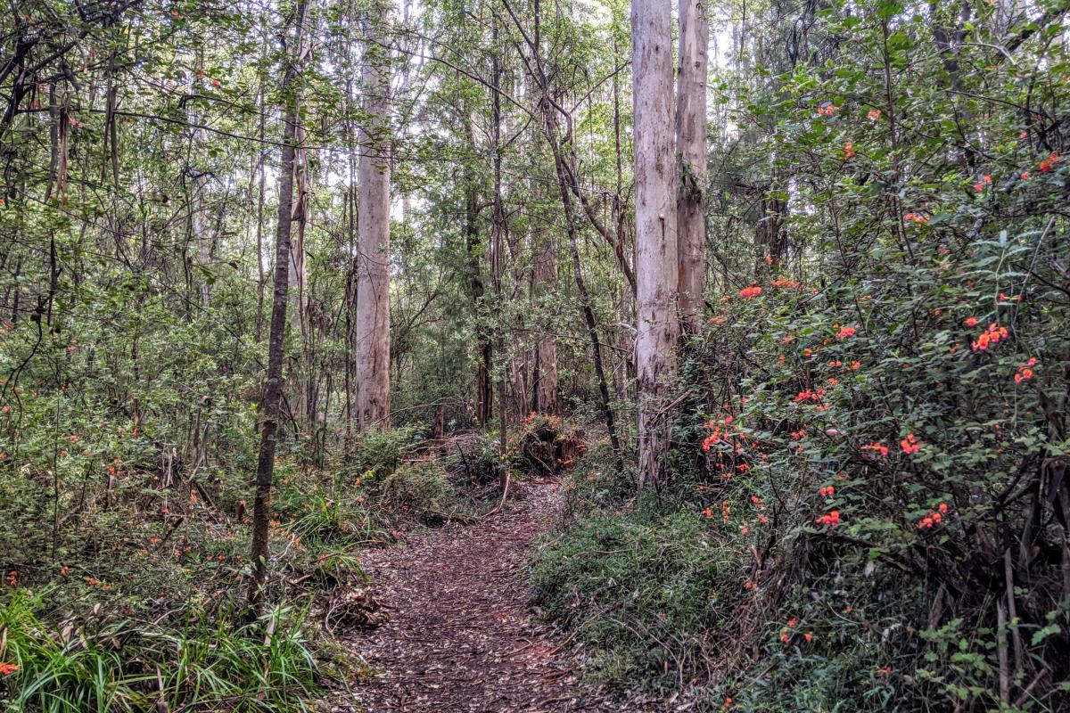 Path through the Karri forest