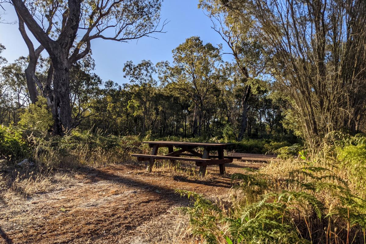 Picnic bench next to gravel carpark surrounded by trees and dry summer bracken ferns