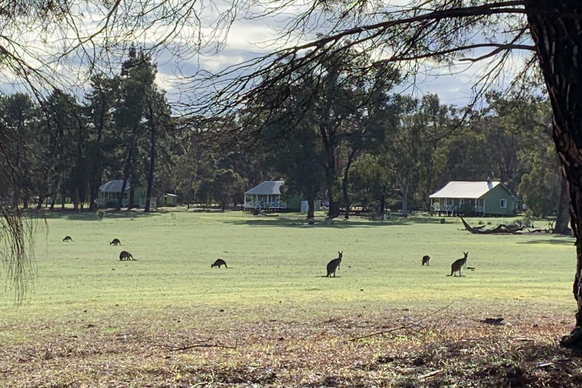 kangaroos on the lawn area with houses in the background