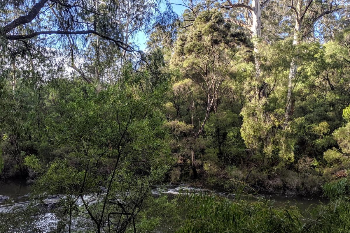 Warren River next to Warren Campground Warren River next to Warren Campground