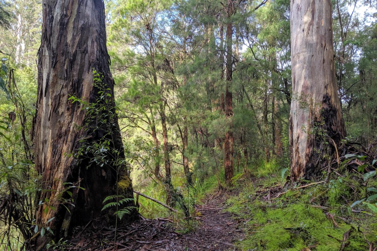 Tall trees by the river at Warren Campground