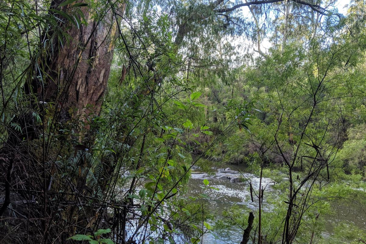 Warren River next to Warren Campground Warren River next to Warren Campground