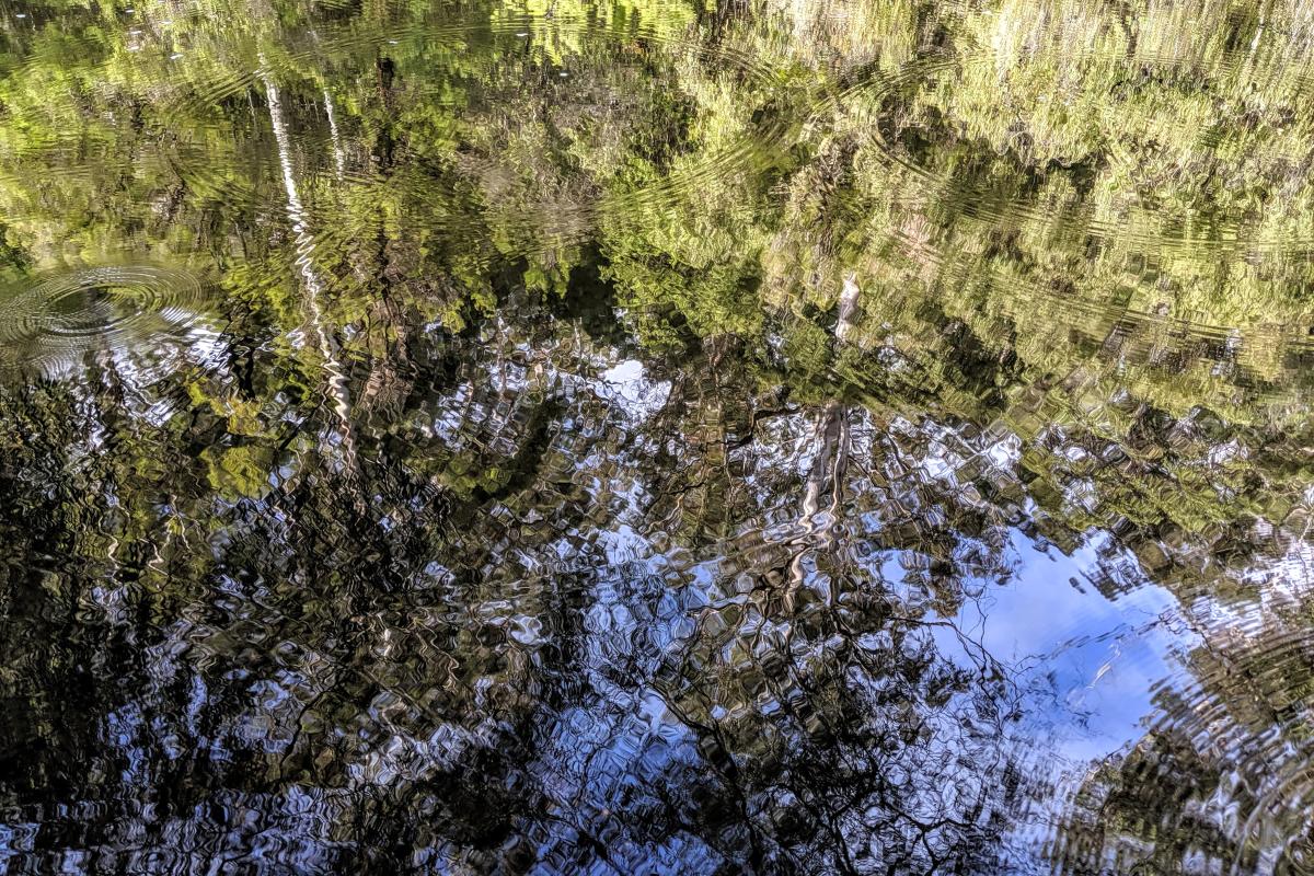 Reflections in the Warren River Reflections in the Warren River