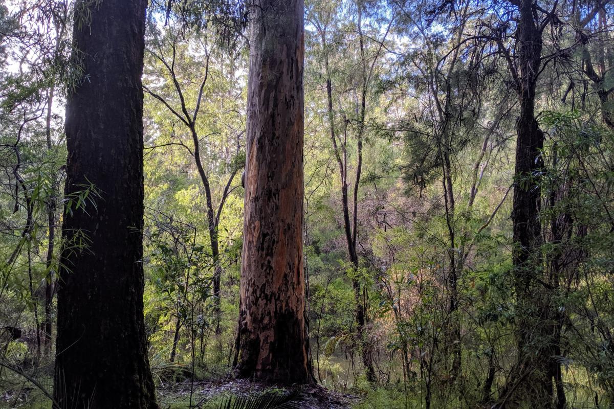 Tall trees by the river at Warren Campground Tall trees by the river at Warren Campground