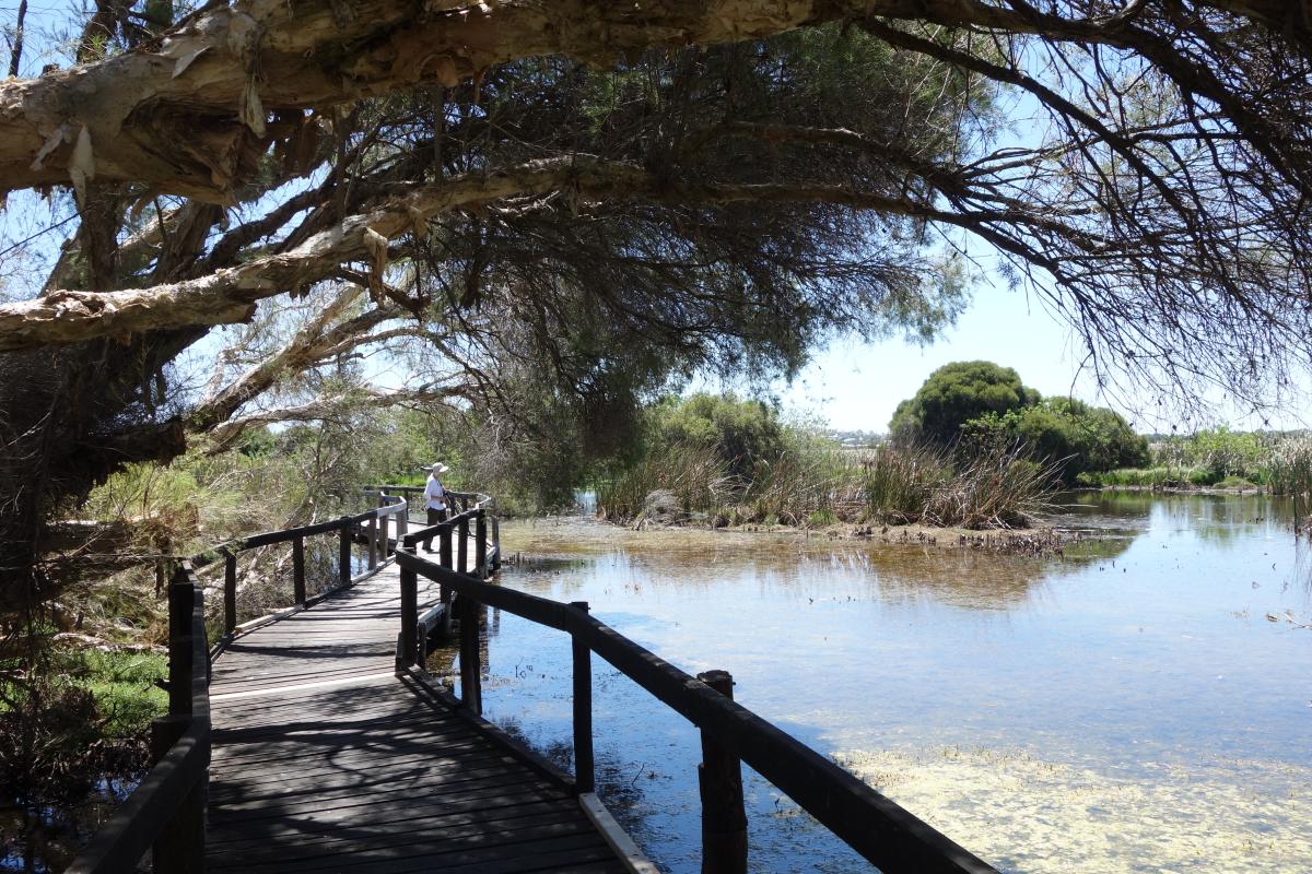 A long timber boardwalk on the Olive Seymour Trail passes through the shade of paperbark trees and out over the lake.