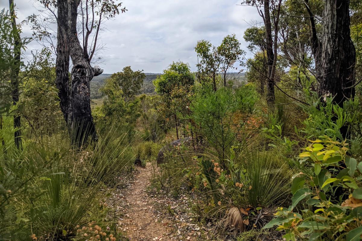 Walk trail on Mount Burnett Walk trail on Mount Burnett