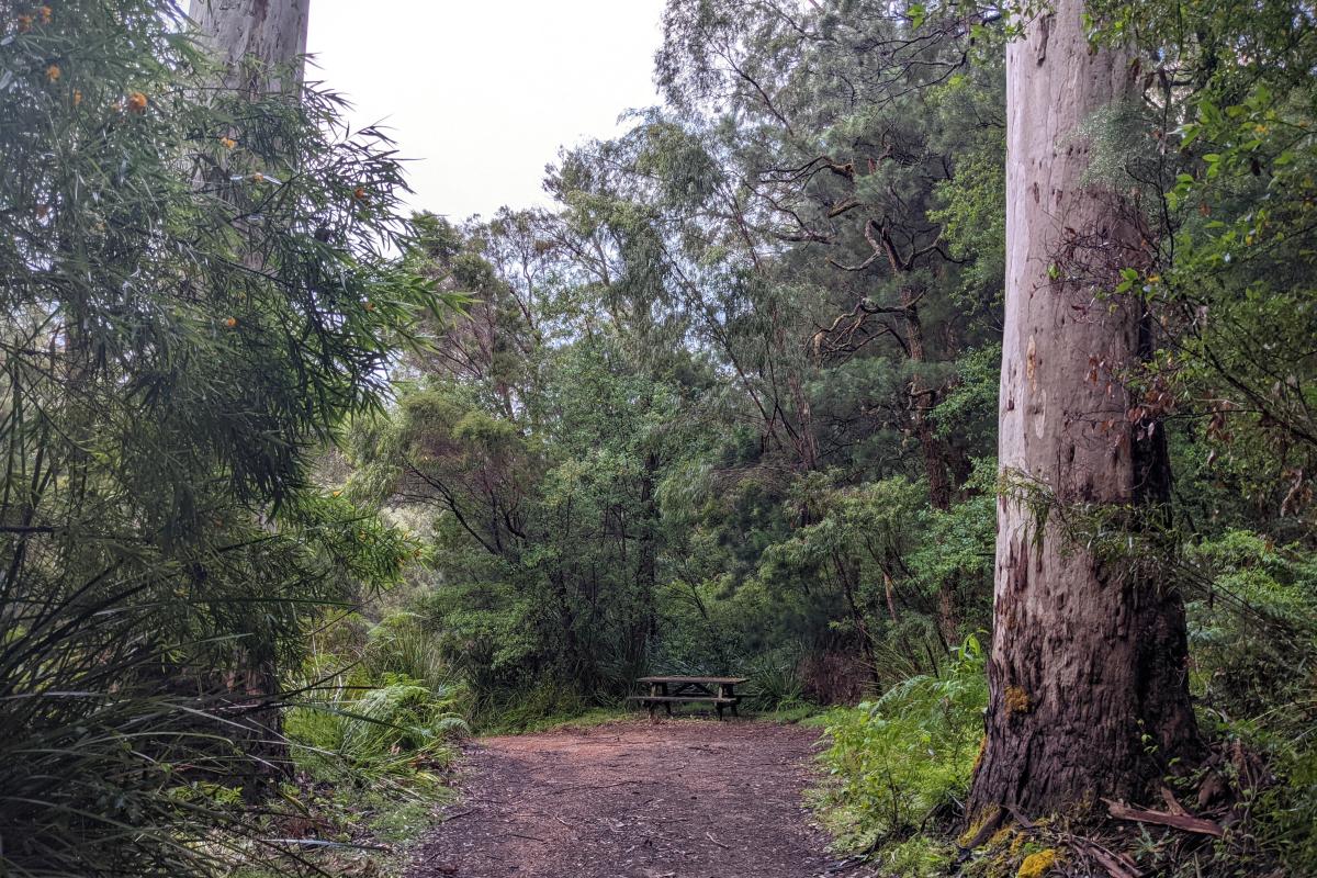 Picnic area beneath the trees at Blackbutt in Warren National Park Picnic area beneath the trees at Blackbutt in Warren National Park