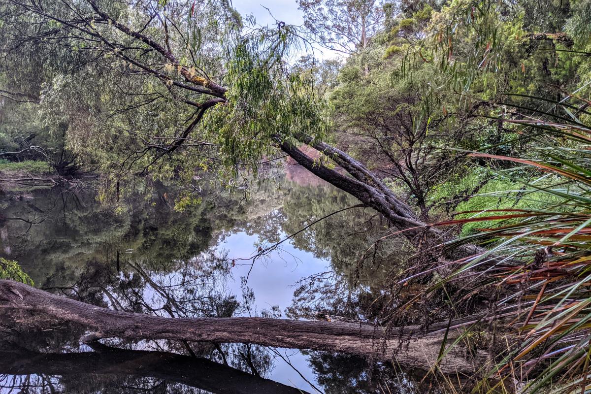 Branches across the Warren River Branches across the Warren River