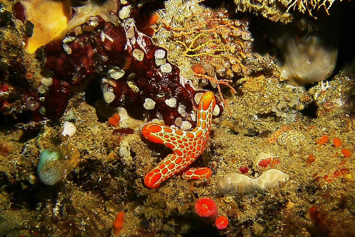 Wreck of the Centaur Reef Colourful underwater scene at Wreck of the Centaur reef