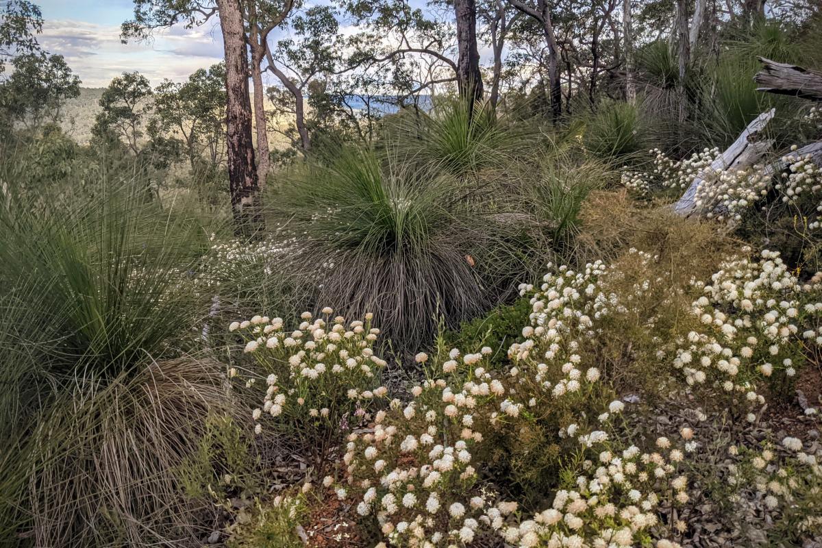 Flowers at South Ledge