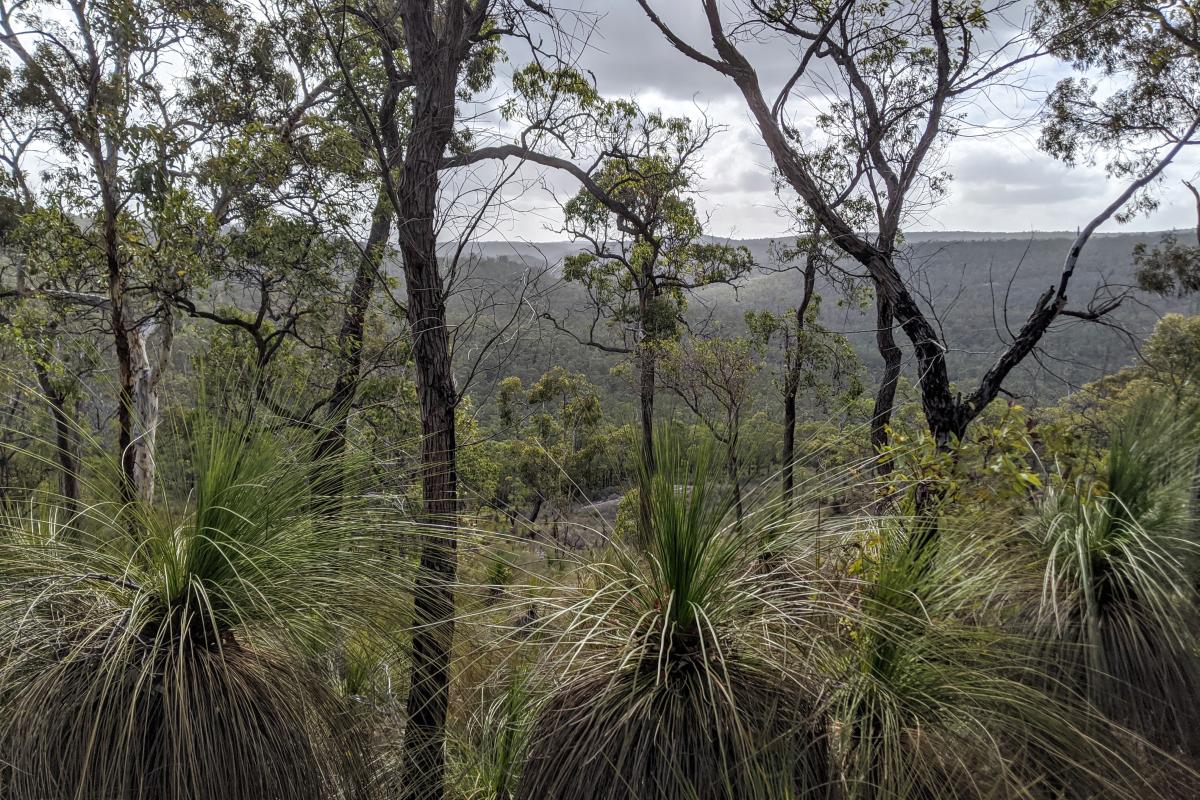 Grass trees and view of Helena Valley from near South Ledge Grass trees and view of Helena Valley from near South Ledge