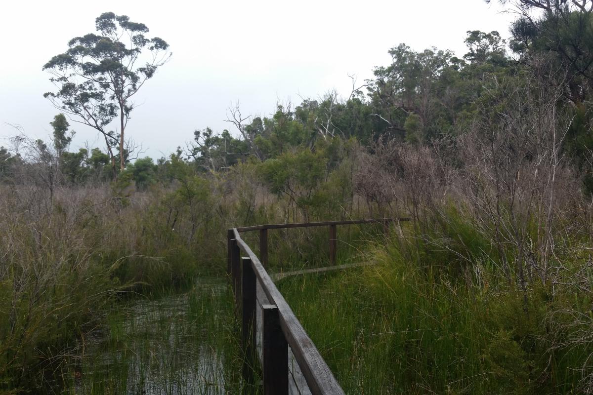 Walkway over the wetlands at Mount Burnett