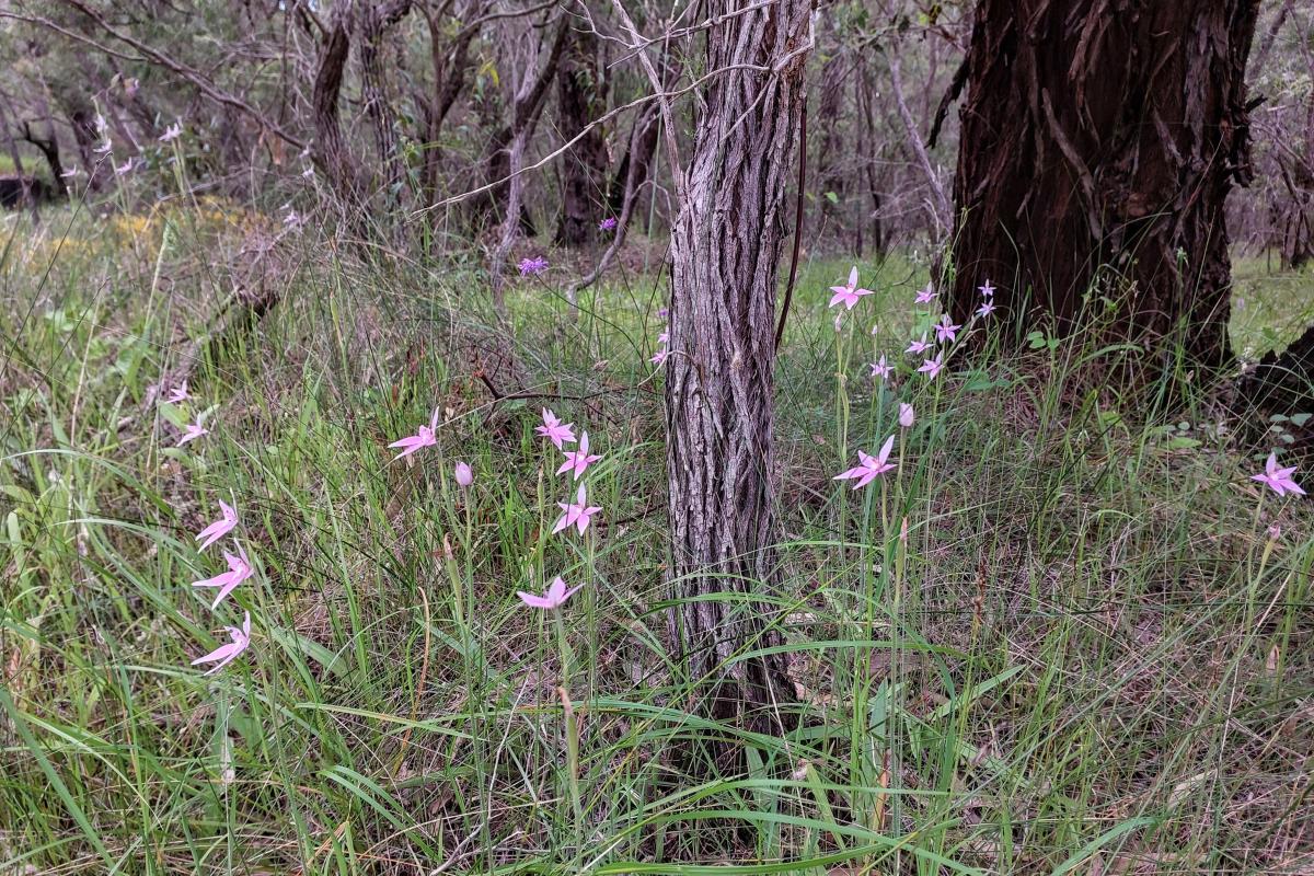Pink Fairy Orchids at the Lime Kiln Picnic Area