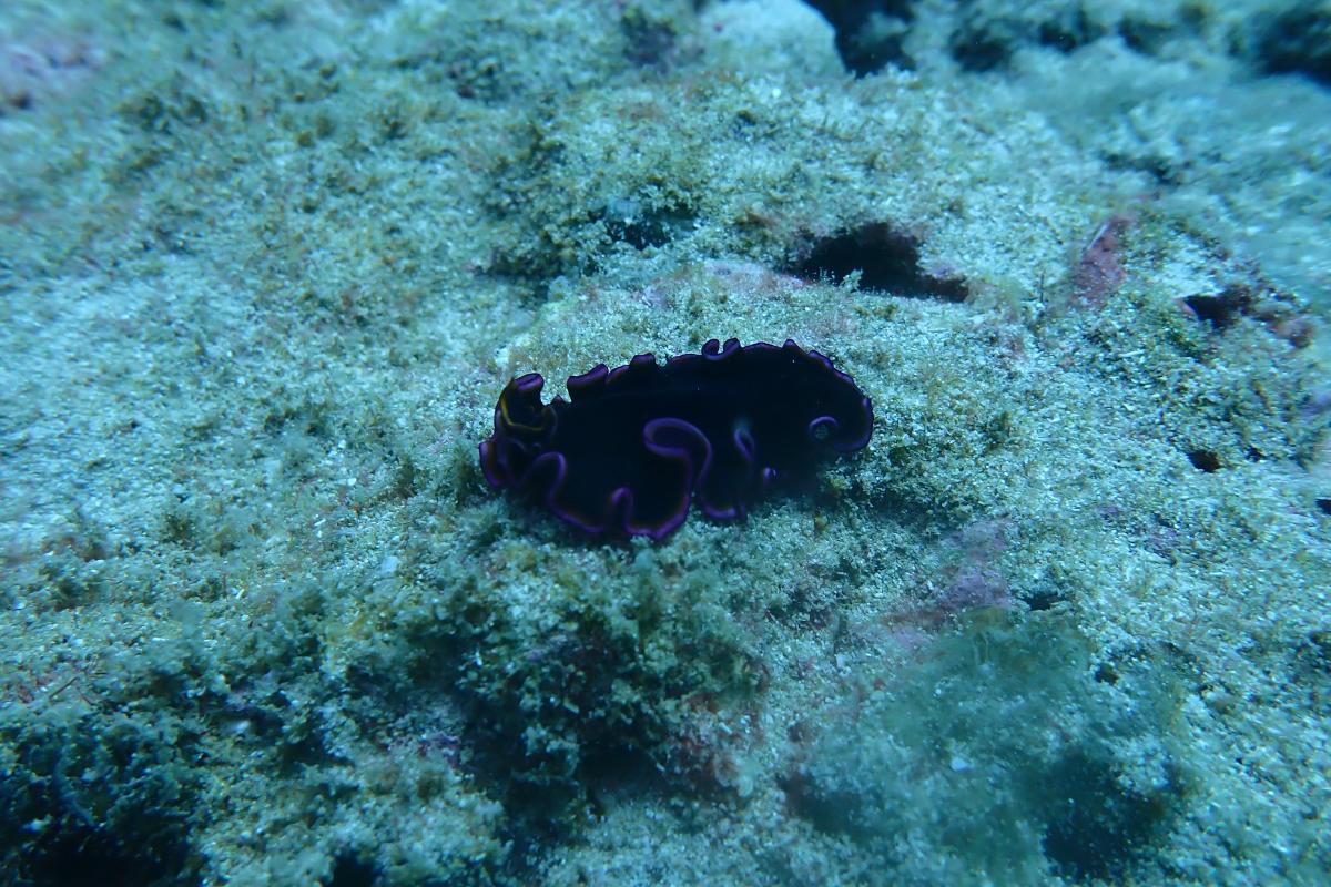 Muiron Islands Underwater purple and black frilly creature.