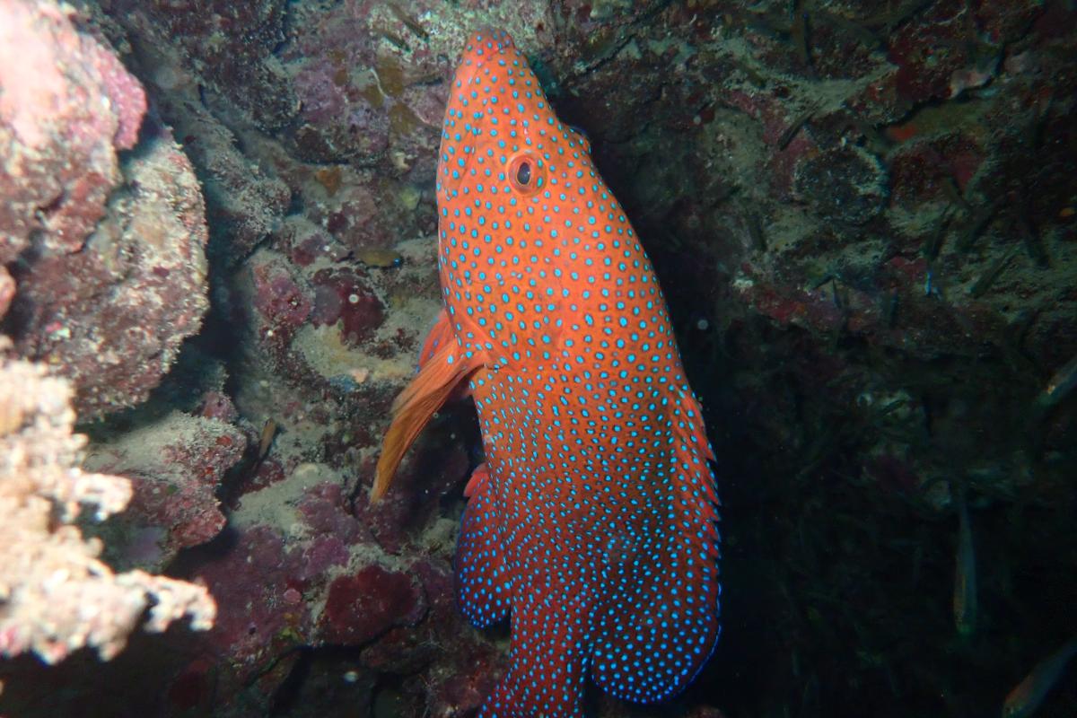 Muiron Islands Large orange fish with blue spots.