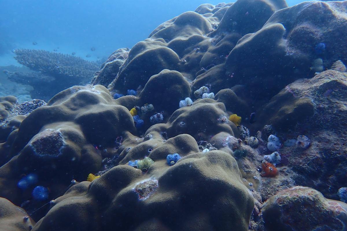 Muiron Islands Underwater large rocks covered in colourful creatures.