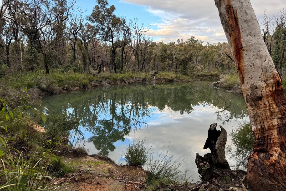 Canebrake Pool Canebrake Pool