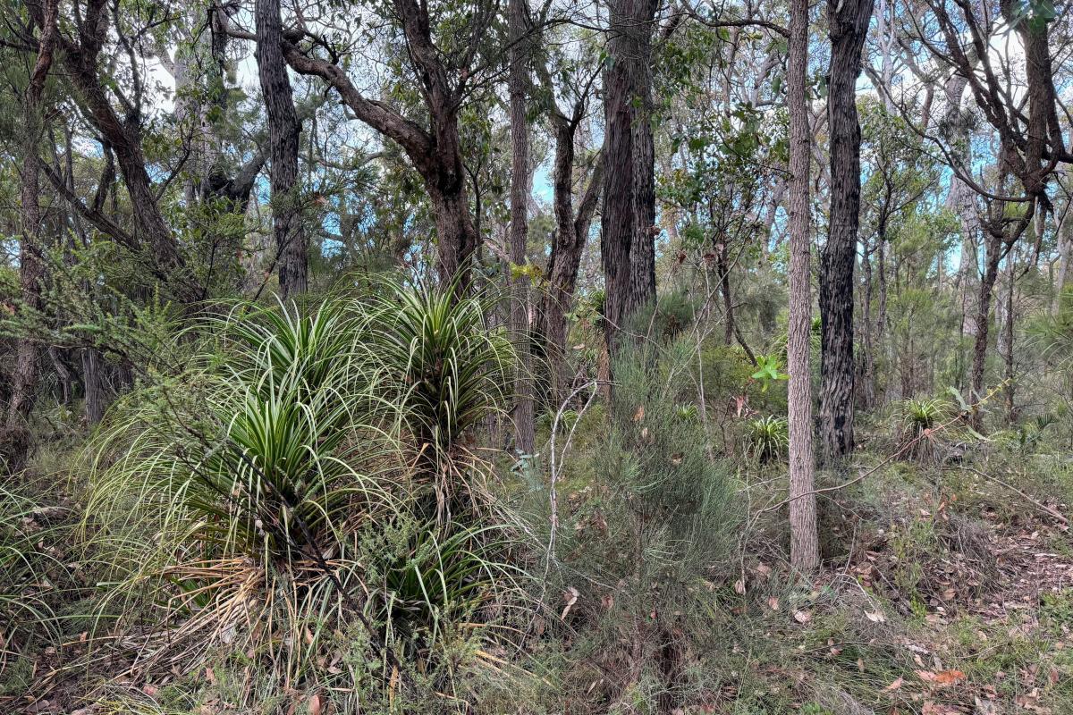 Pineapple bush, jarrah and marri at Canebrake Pool Pineapple bush, jarrah and marri at Canebrake Pool