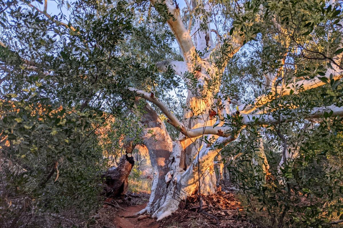 Gum Grove Trail, Warrarla Gum Grove Trail, Warrarla