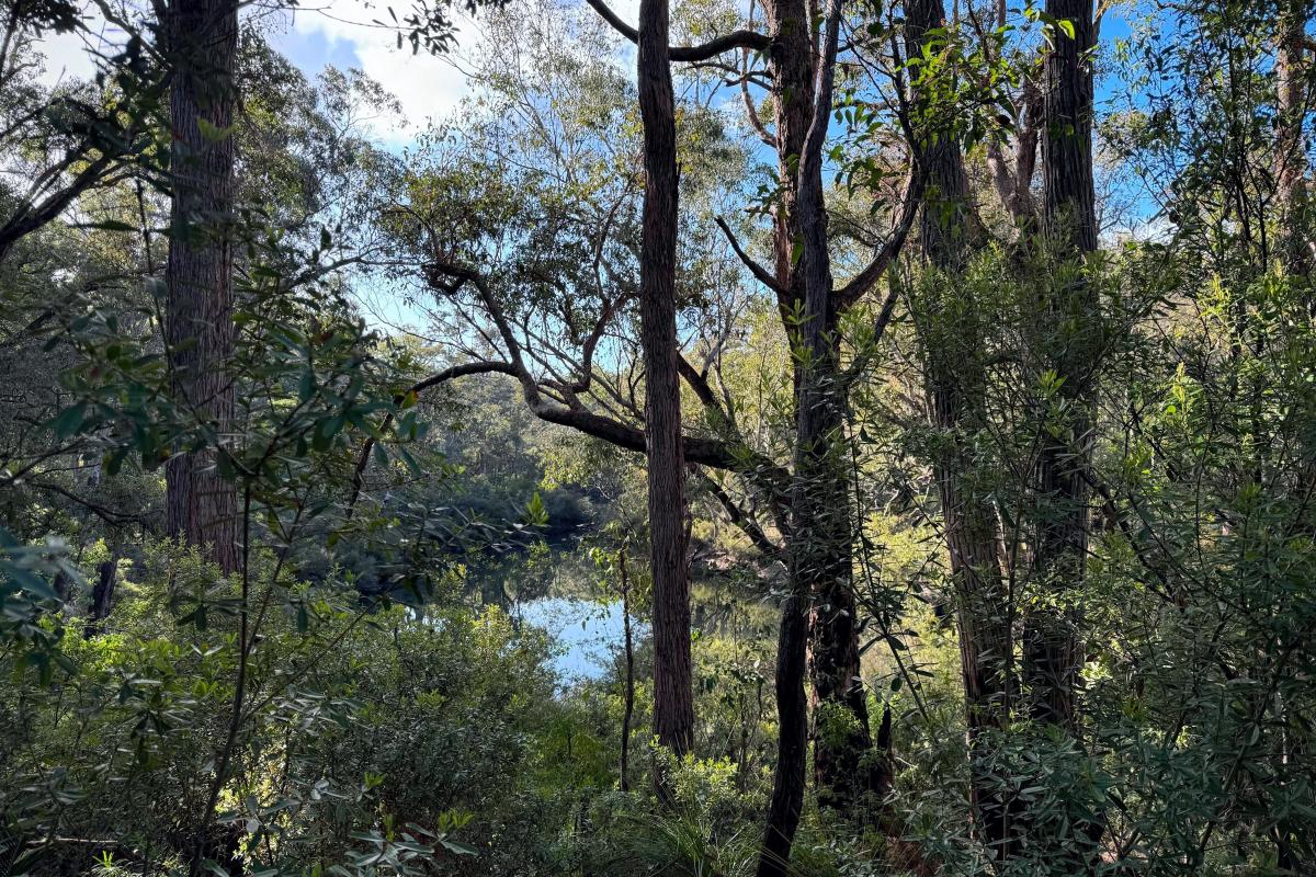 St John Brook viewed through the trees St John Brook viewed through the trees