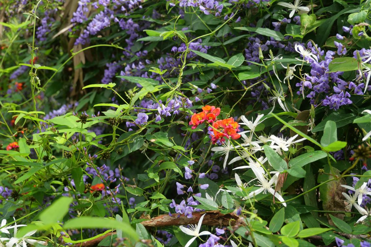 Donnelly State Forest Purple, red and white flowers.