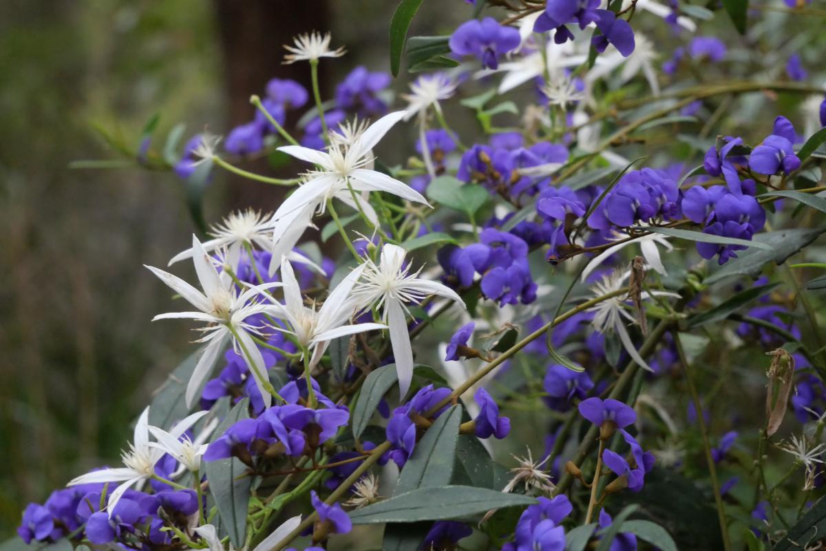 Donnelly State Forest Purple and white flowers.