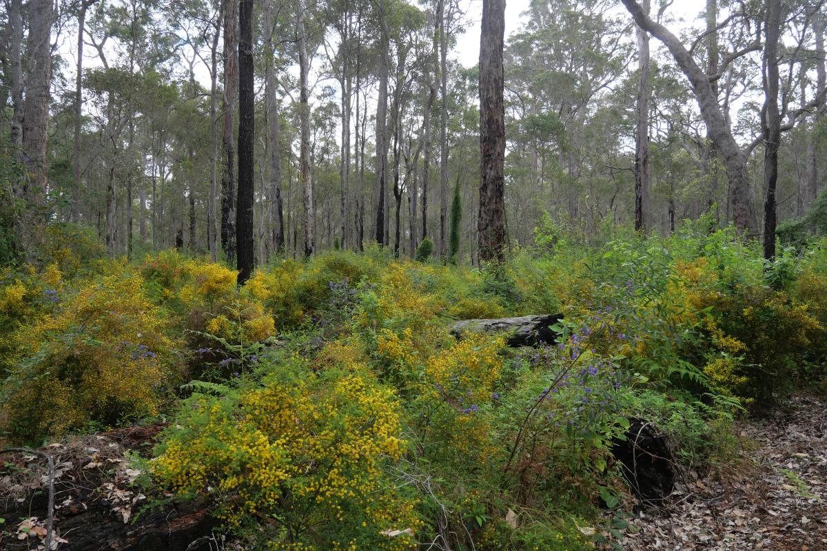 Donnelly State Forest Low green shrubs and forest.