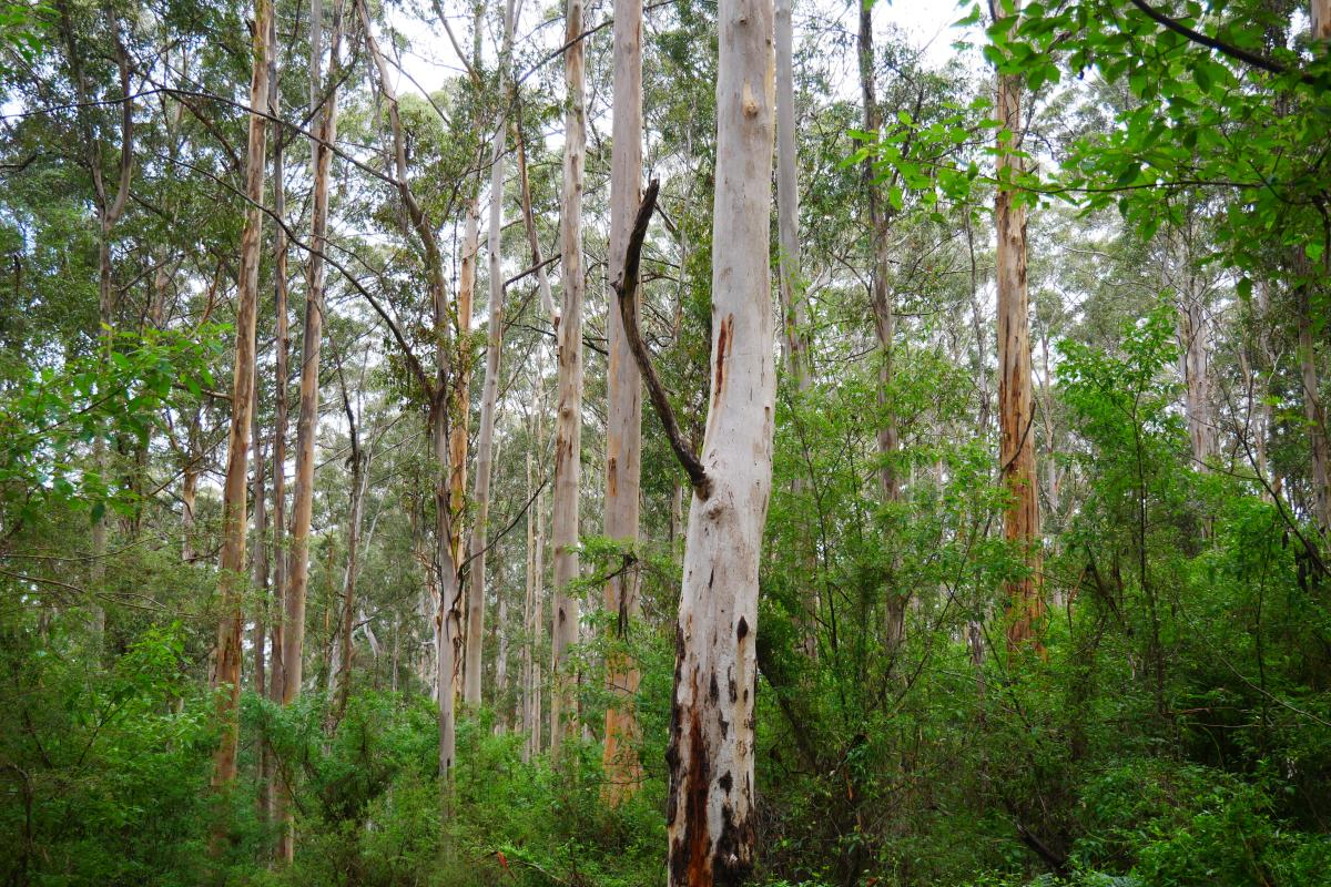 Karri Forest Tall karri trees.