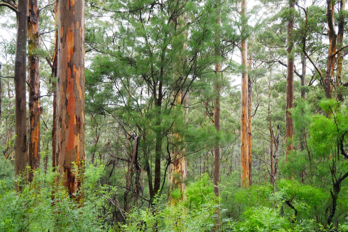 Karri Forest Karri trees.