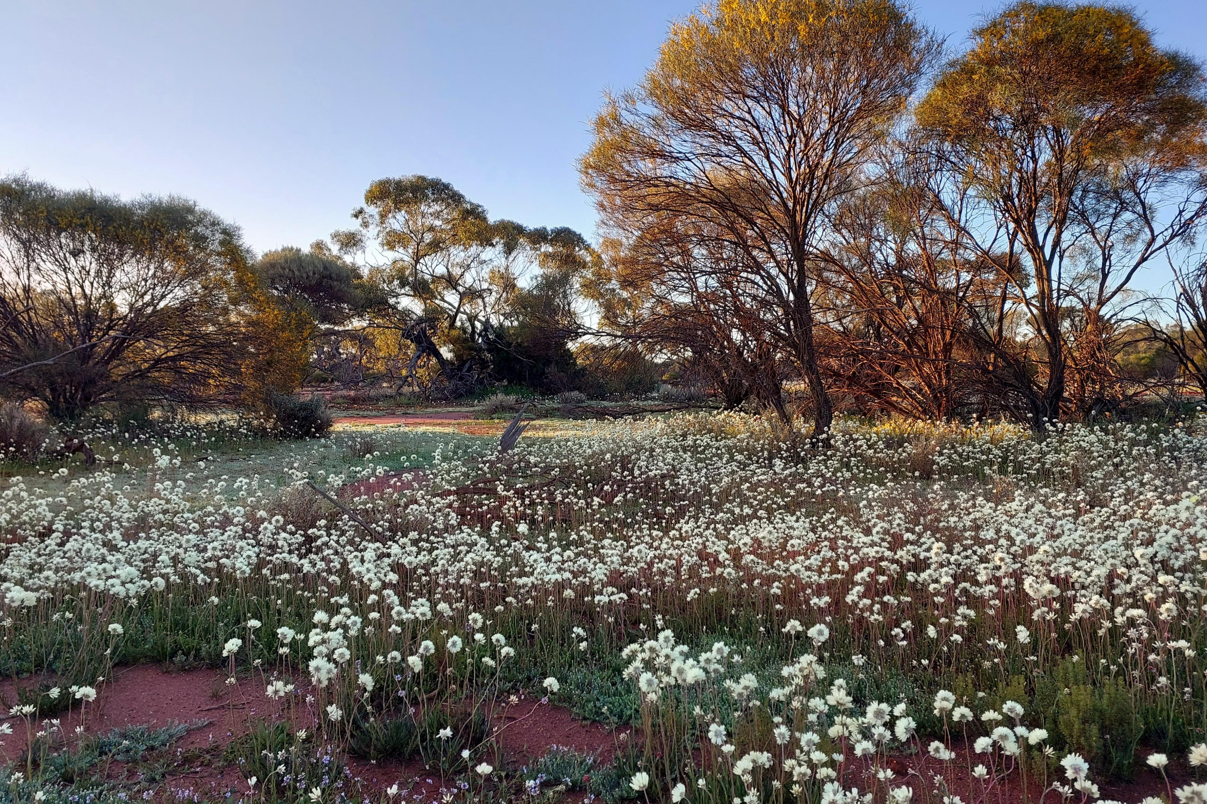 Karara wildflowers