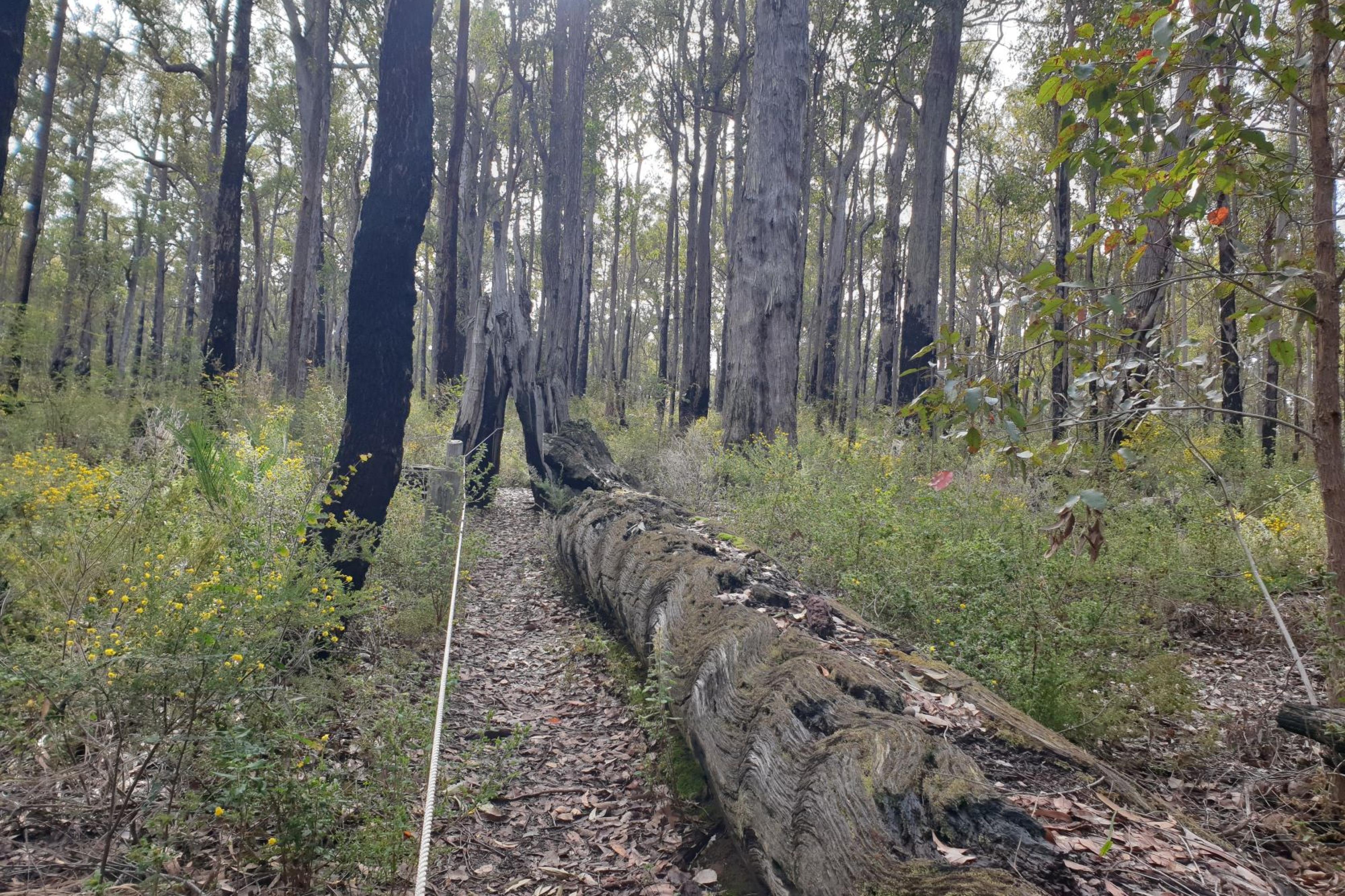 Walk trail in the bush at the Wellington Forest Discovery Centre
