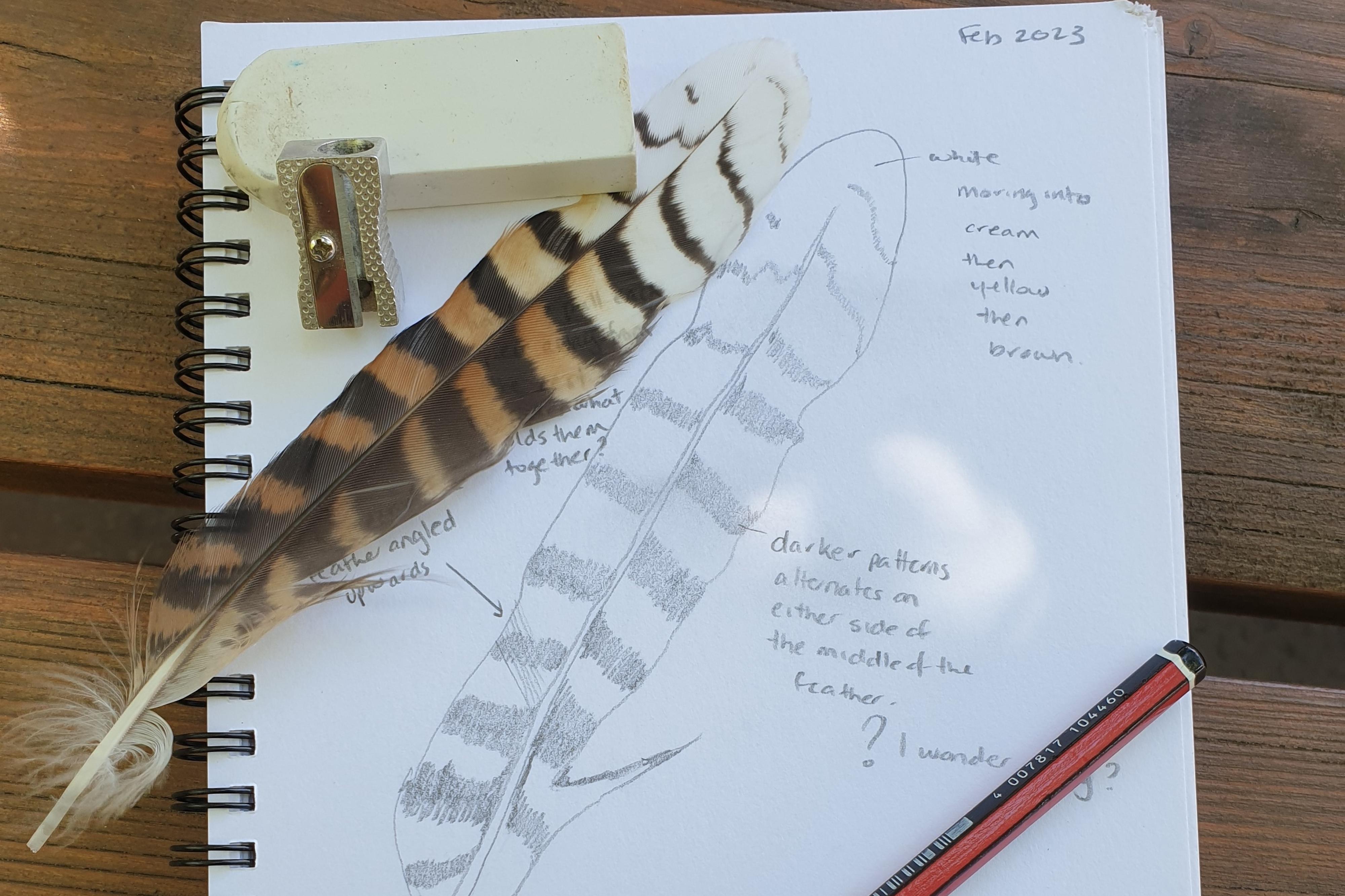 Nature journaling withe pencil and a notepad
