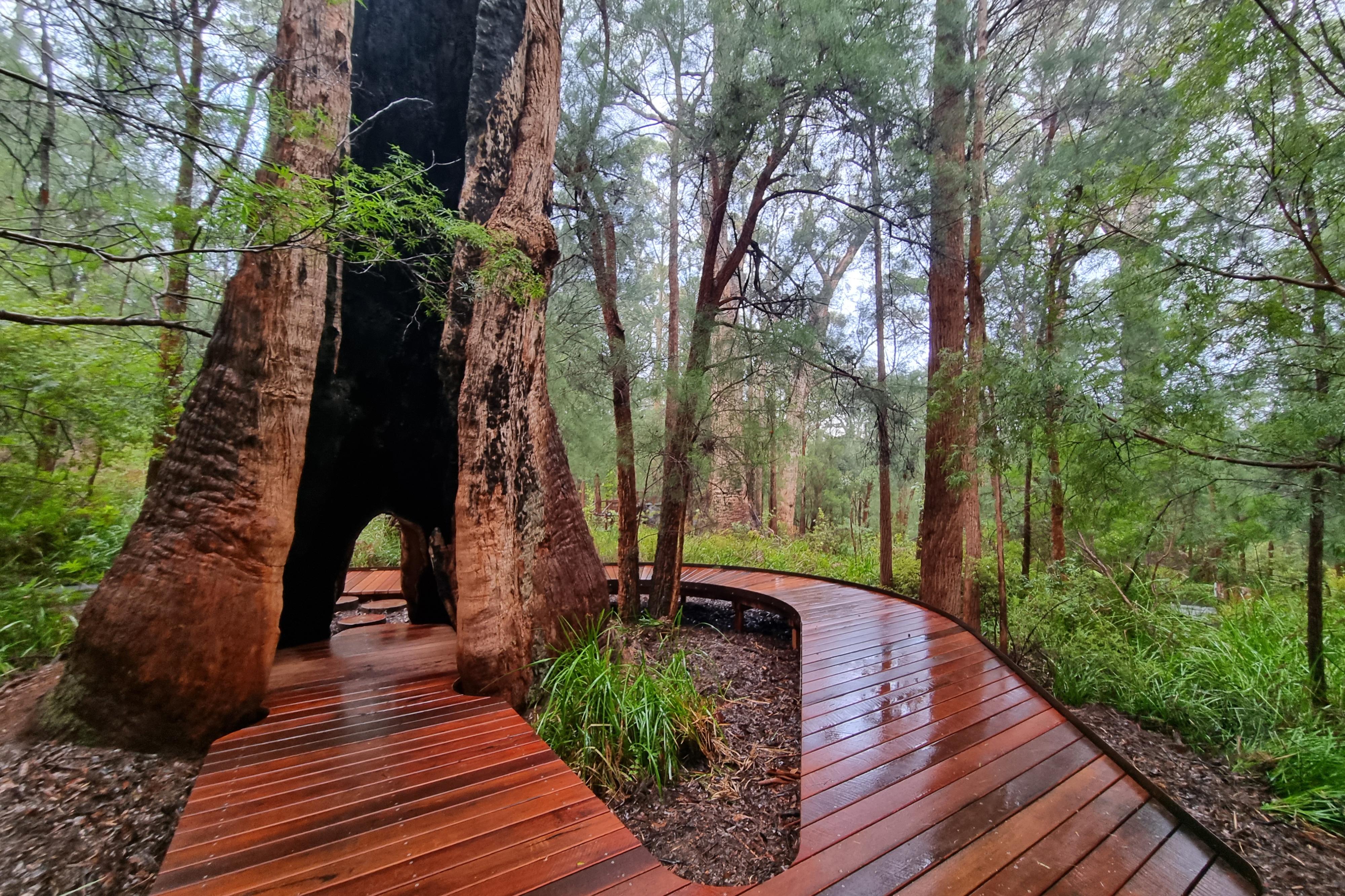 Wooden boardwalk around and through a large tree. 