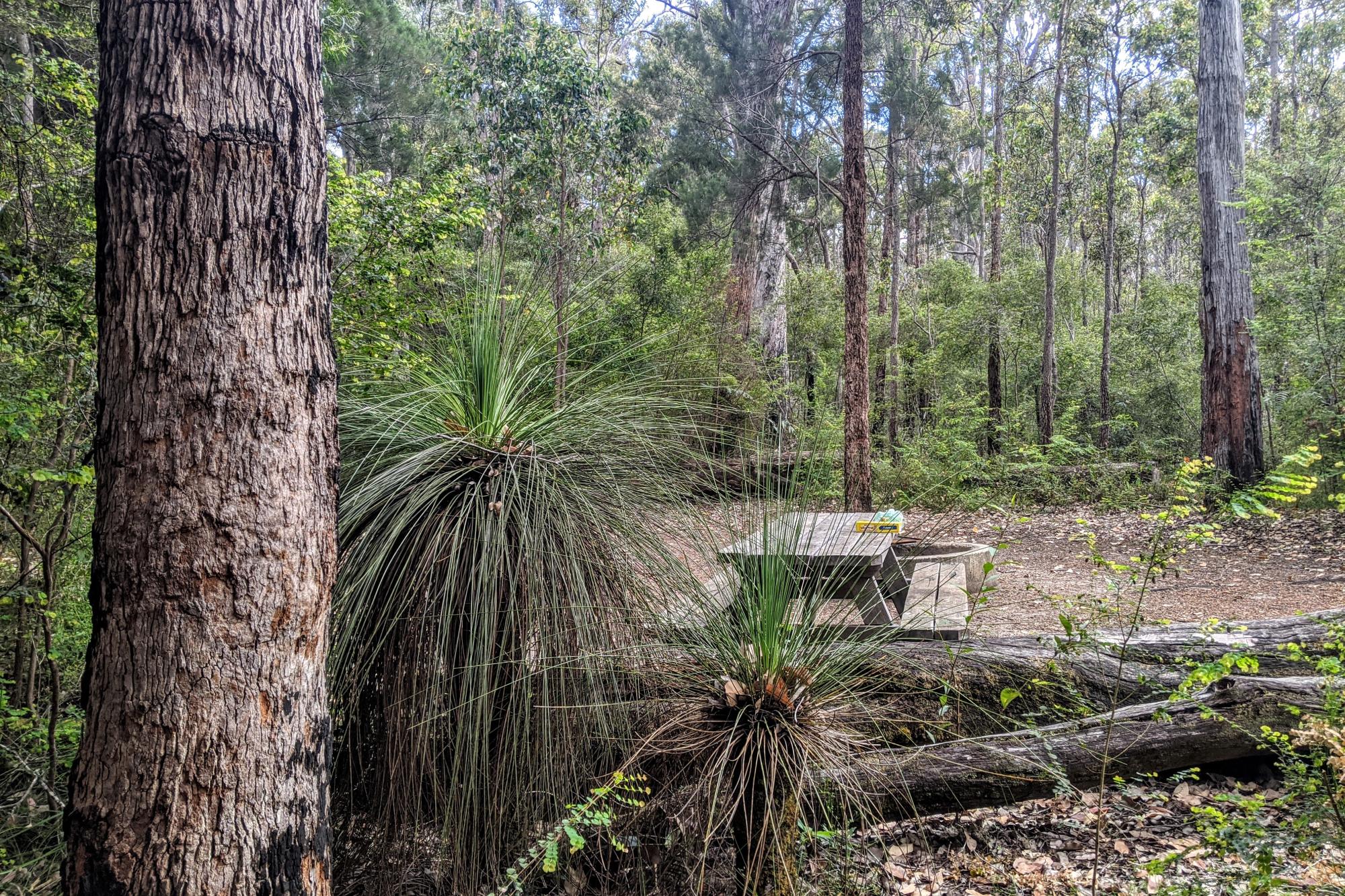 Carey Brook (Grass Tree Hollow) Camping Area — photo 4