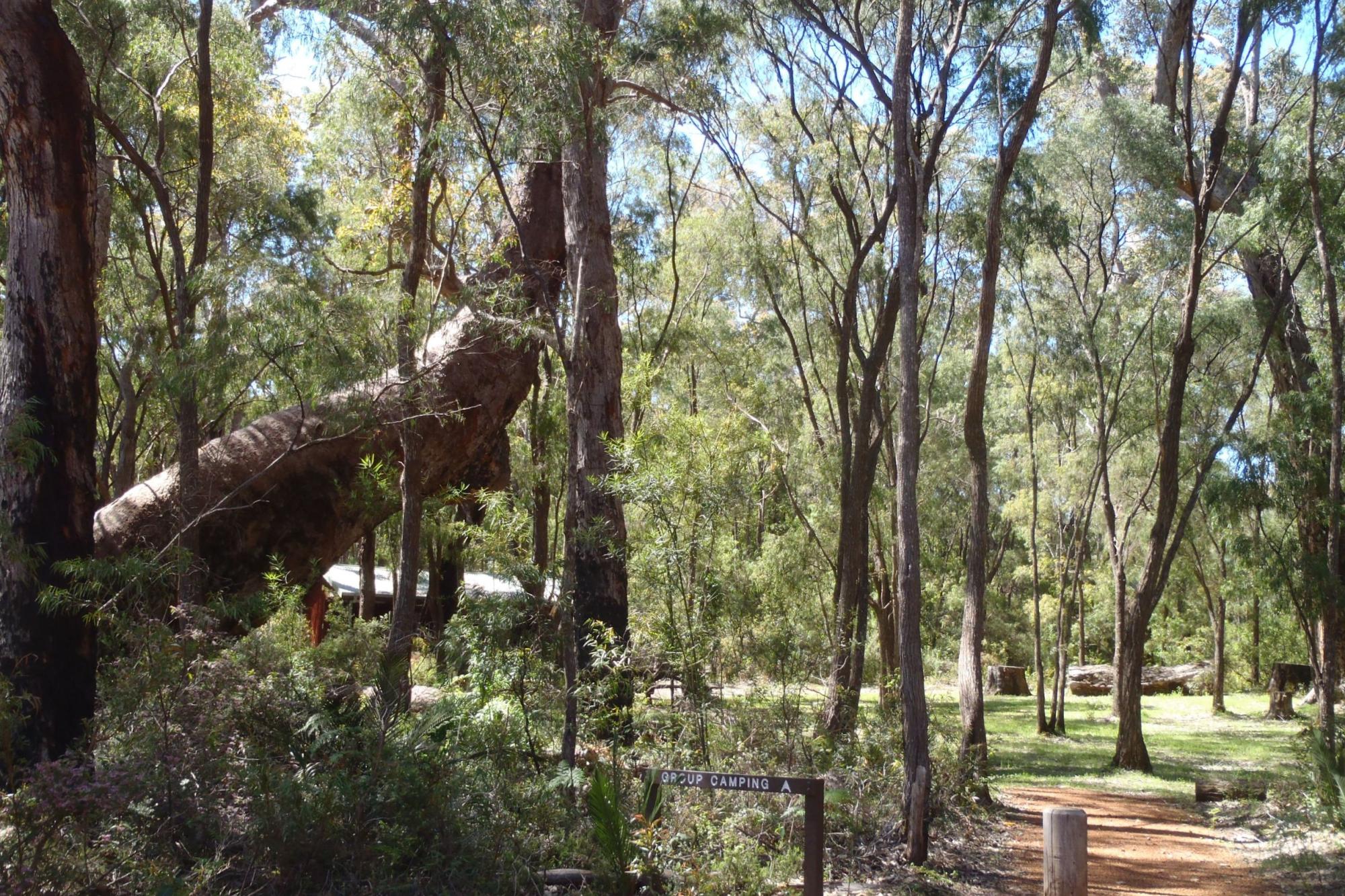 Leaning Marri — photo 2