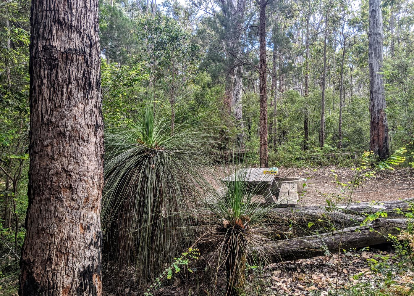 Carey Brook (Grass Tree Hollow) Camping Area — photo 3