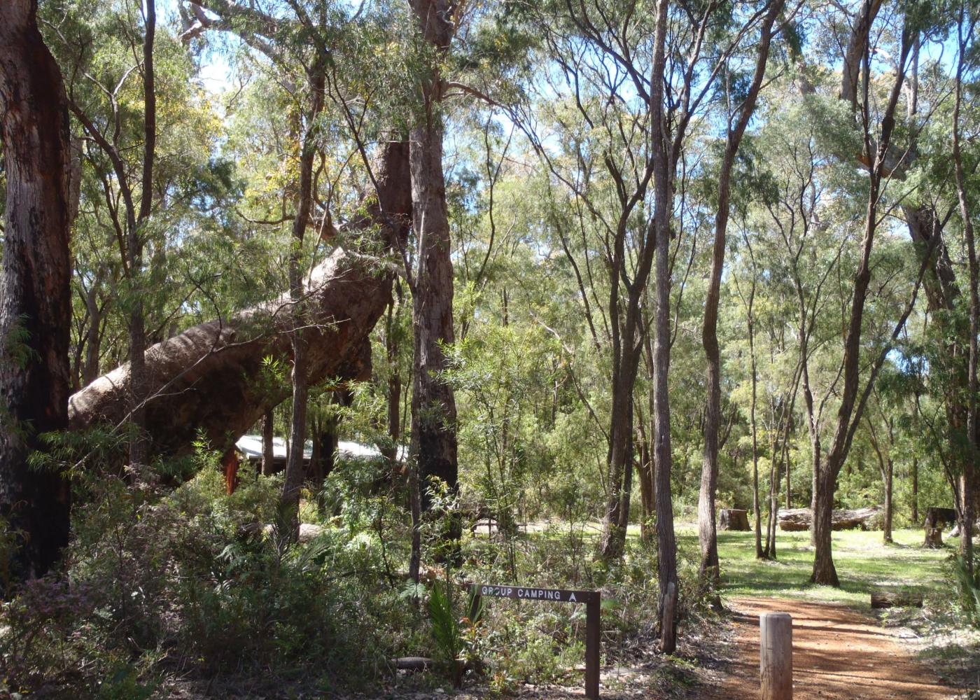 Leaning Marri — photo 3