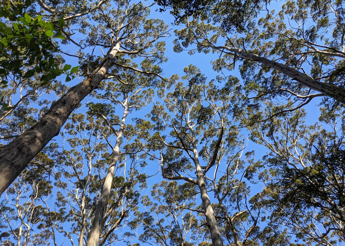 Boranup Camp Ground — photo 3
