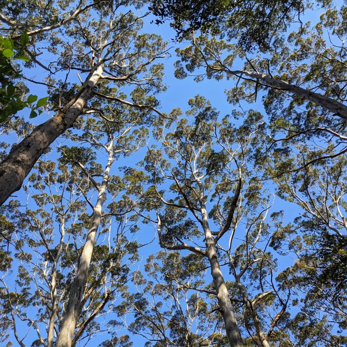 Boranup Camp Ground — photo 2