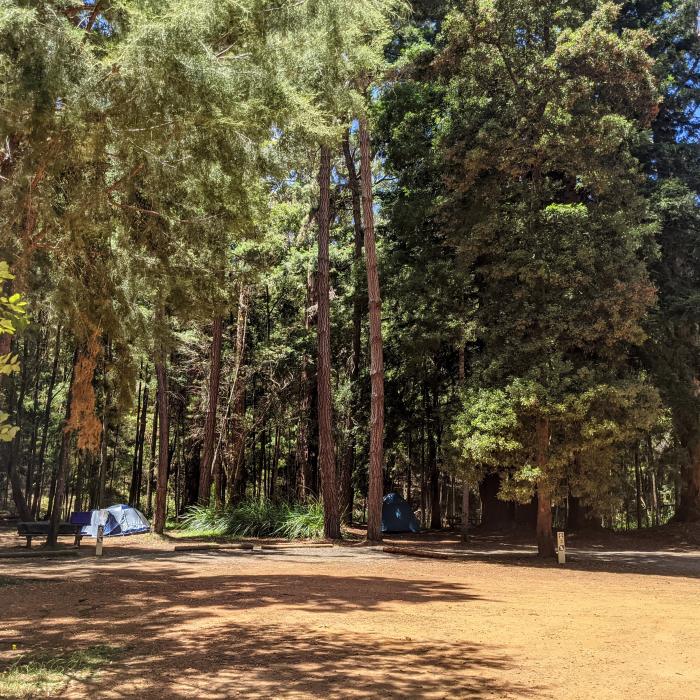 Big Brook Arboretum Campsite — photo 8
