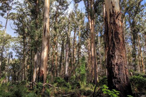 Karri trees in the 100 Year Forest