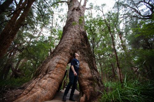 large tall tree with man standing in front of it looking up