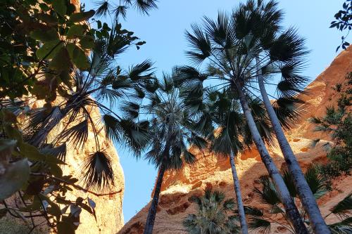 Palm branches set against blue sky and chasm walls in the background