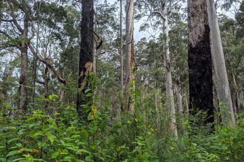 Mixed karri-marri forest in Greater Beedelup National Park