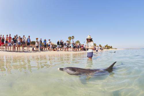 view from water with dolphin swimming by and people standing on the beach