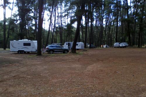 caravans and tents under the shade of tall trees in a forest campground