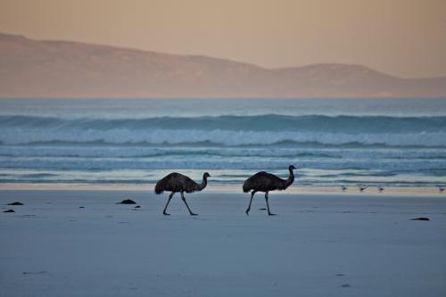two emus walking along a beach
