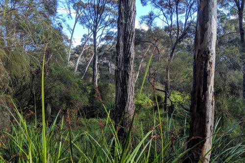 View of trees from the boardwalk at Warren River Cedar in Greater Beedelup National Park